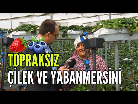 Video: Lingonberry Meyvesi Saksılara Nasıl Ekilir - Konteynerlerde İsveç kirazı Yetiştirme