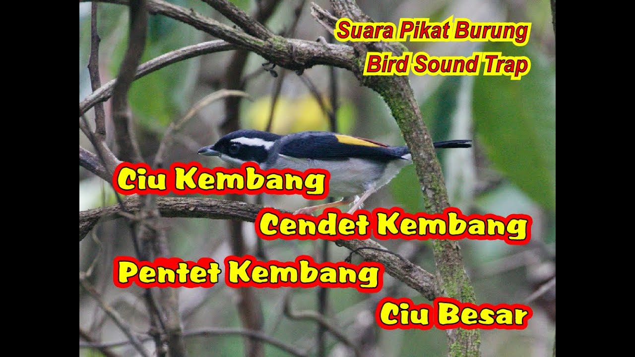 CIU BESAR SUARA PIKAT | CIU KEMBANG GACOR | SUARA PENTET KEMBANG | CENDET KEMBANG GACOR