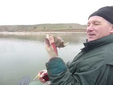 Щука, окуни, лягушка
