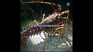 Rock Lobster Literally