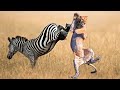 OS PIORES COICES DE ZEBRAS EM OUTROS ANIMAIS (LEÃO, HIENA, GNU, JAVALI)