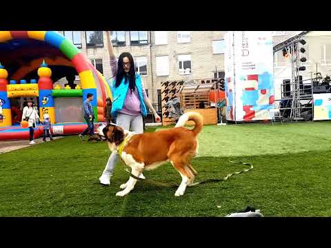 Сенбернар Доминик . Фестиваль Petshop Days