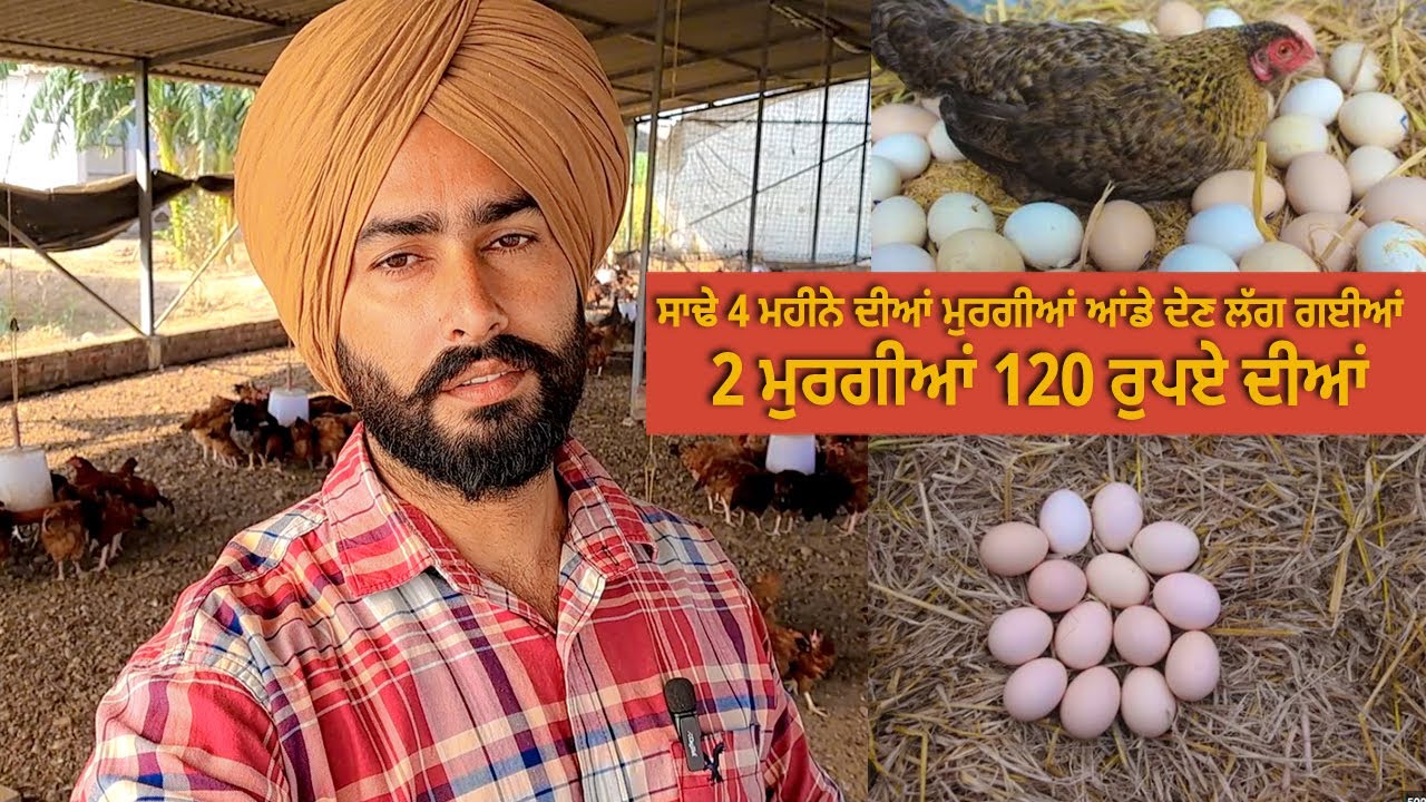 ਸਾਢੇ 4 ਮਹੀਨੇ ਦੀਆਂ ਮੁਰਗੀਆਂ ਆਂਡੇ ਦੇਣ ਲੱਗ ਗਈਆਂ  2 ਮੁਰਗੀਆਂ 120 ਰੁਪਏ ਦੀਆਂ | Toor Farm