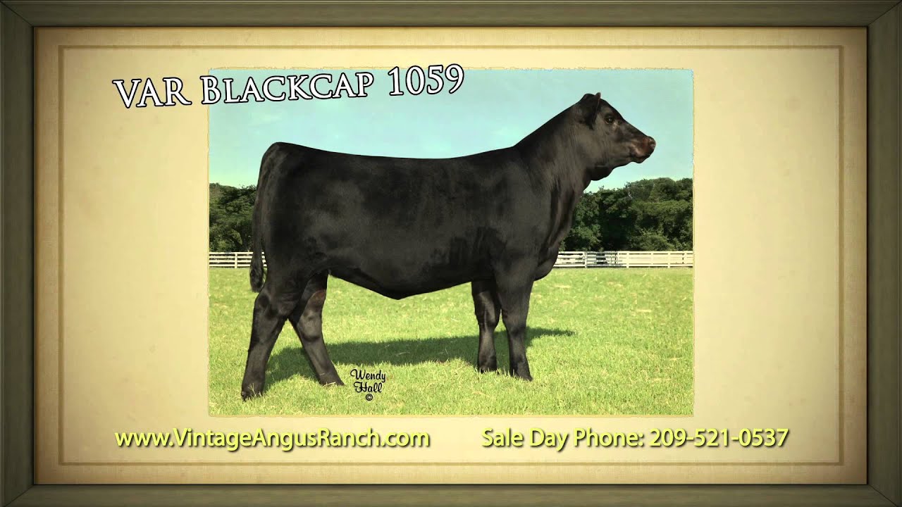 Vintage Angus Ranch: Annual Production Sale Oct. 9, 2011