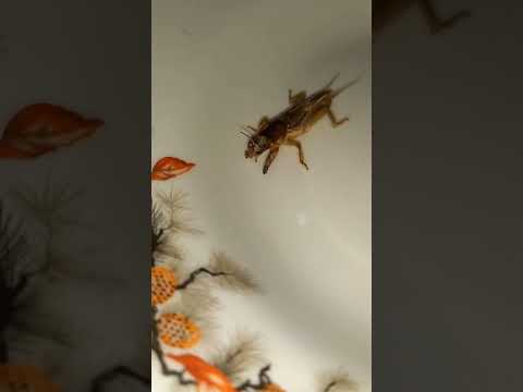 حشرة الحفار