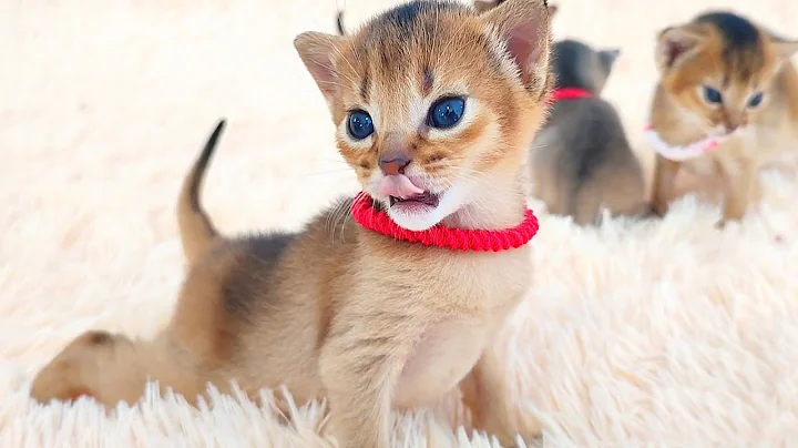 Watch the video about Cute Abyssinian kittens, 2 weeks old, born