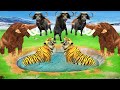 Tiger vs Buffalos Fight | Woolly Mammoth Helps Buffalos from Angry Tiger Attack Animal Revolt Battle