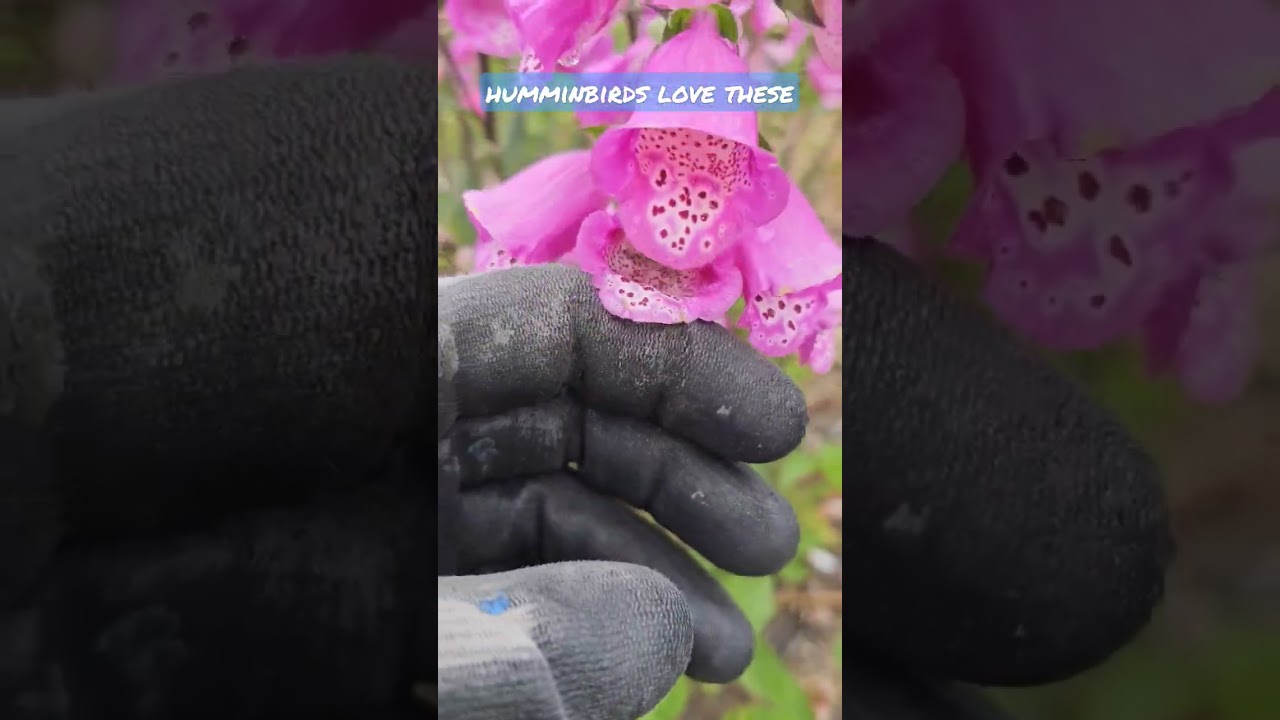 Foxglove flowers in springtime 