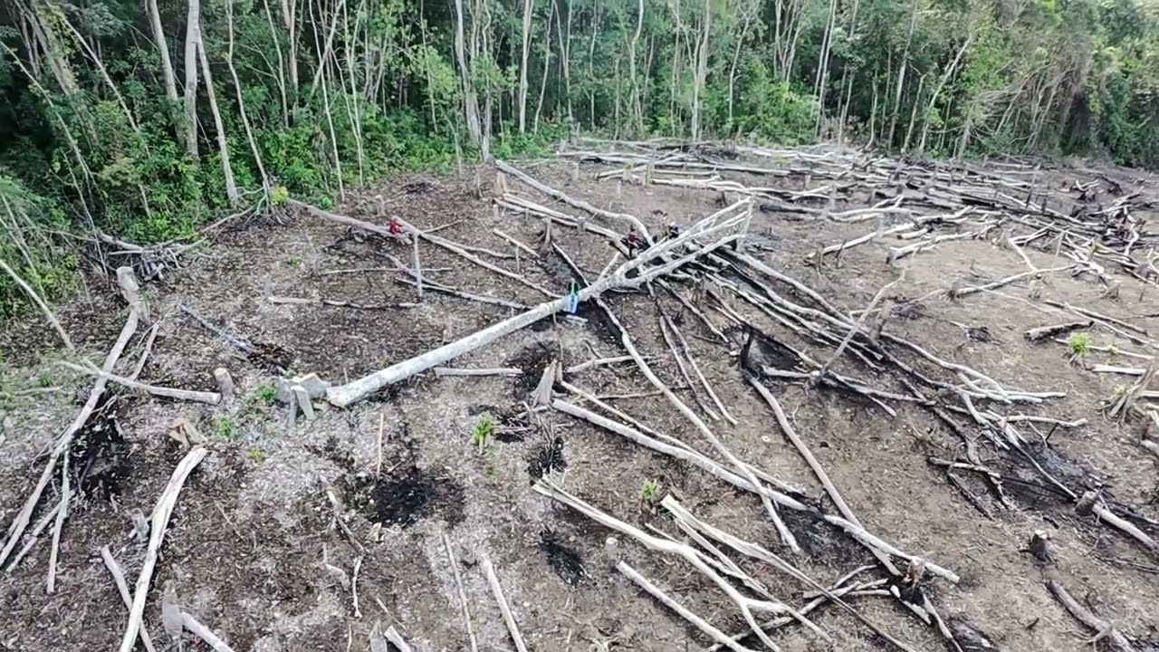 musim bercocok tanam diladang sawah suku dayak kalimantan 