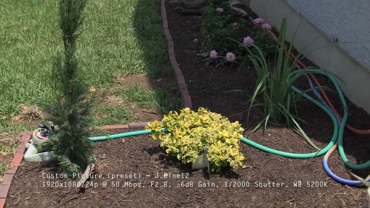 Canon XF100 XF105 Custom Picture shootout - at 12dB Gain in LOW Light!