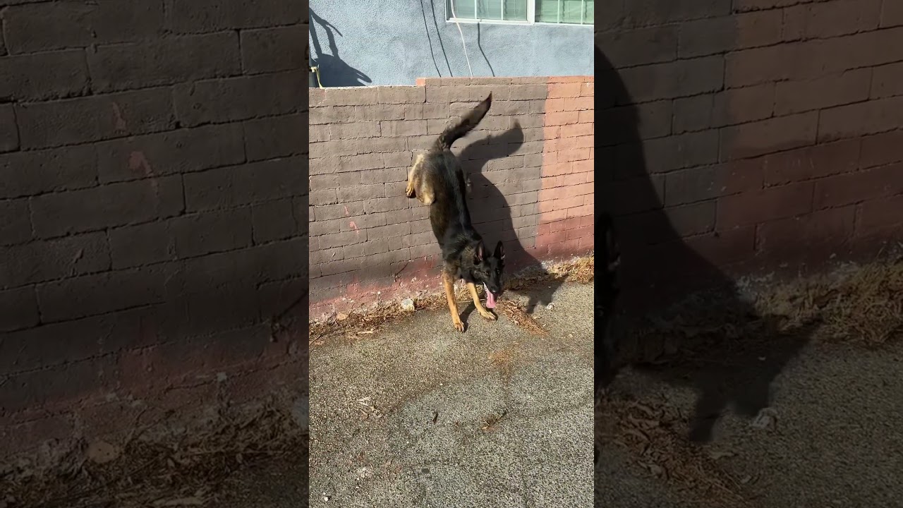 Capri The Spider Dog