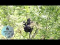 GORILLA KIANGO (2yrs) CLIMBING IN THE TREES