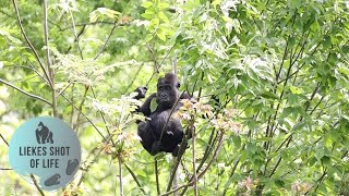 GORILLA KIANGO (2yrs) CLIMBING IN THE TREES