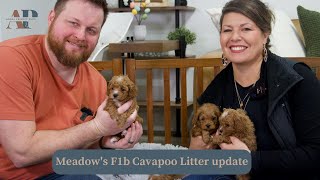 Meadow's F1b Cavapoo Litter update by Adora Perfect Pups 717 views 2 months ago 11 minutes, 18 seconds