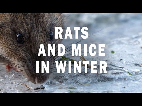 Rodents Are As Active In Winter As They Are Any Other Time Of The Year