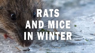 Rats And Mice In Winter