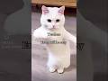 Everyone Can Relate It Memes Cat Funny Muslimahs Exam 