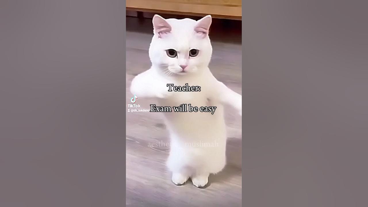 Everyone can relate it ๐คฃ๐คฃ๐คญ #memes #cat #funny #muslimahs #exam Everyone can relate it ๐คฃ๐คฃ๐คญ #memes #cat #funny #muslimahs #exam