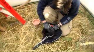 Famous FREEMAN LITTLE DANDY NET Wealth