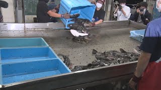フグ初競り、季節到来 下関、飲食店需要減で安値