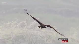 White-tailed eagles spend a year caring for injured chick Isle of Mull | BBC Breakfast News 04.07.24