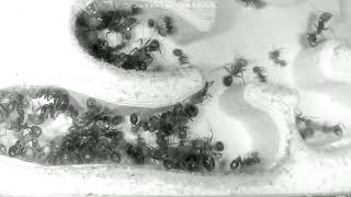 🔴 Ants at Work - Nest - Day 2018, Messor Barbarus Ants Live Webcam, Ant Farm in Hamburg, Germany