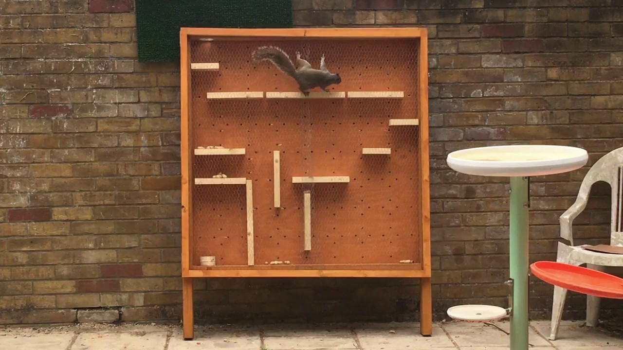 Squirrel Maze Day 1 Acclimatisation YouTube
