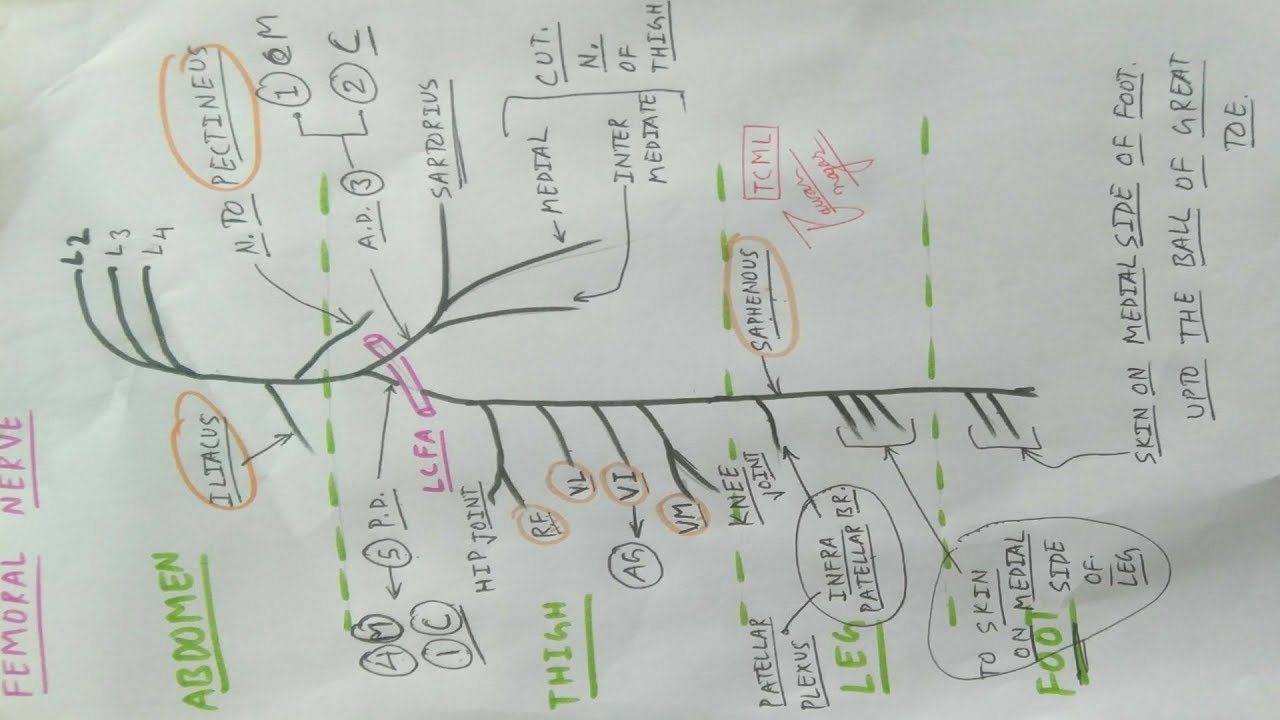 Femoral Nerve | Part 2 | Diagram | Lower Limb Anatomy