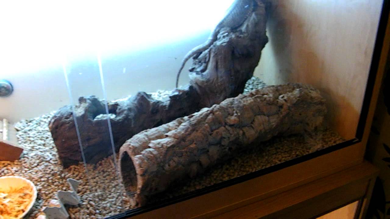camera iphone 8 plus apk *REPTILE ROOM UPDATE TIME AND NEW LIZARD*