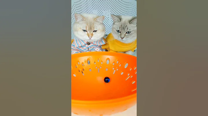 Video 8225031: cat purring funny, curious cat funny, funny cat reaction