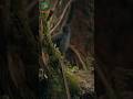 The Bird That Copies Everything Superb Lyrebird#wildlife #animals #shorts