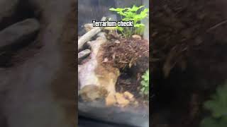 Terrarium Check