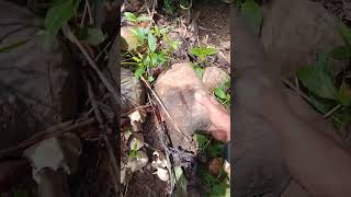 Download Lagu berburu jamur trucu MP3