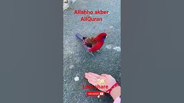 #القران_الكريم #تلاوه_خاشعه #قال رب انیی ظلمت نفسی #الشيخ محمود الشحات #المصحف #foryou