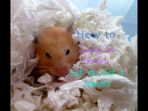 How To Convince Your Parents To Let You Get a Hamster!