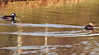 Hooded merganser ducks diving