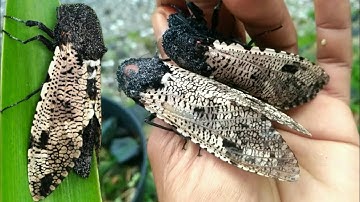 Bikin Geli! Bermain-main Dengan NGENGAT Besar.  (Xyleutes strix)