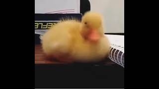 اغنية كاكي كاكي كاكي كا 🥰اغنية البطة اطه 🦆 لعبد المنعم مدبولي  Cute Ducks ❤ 2021