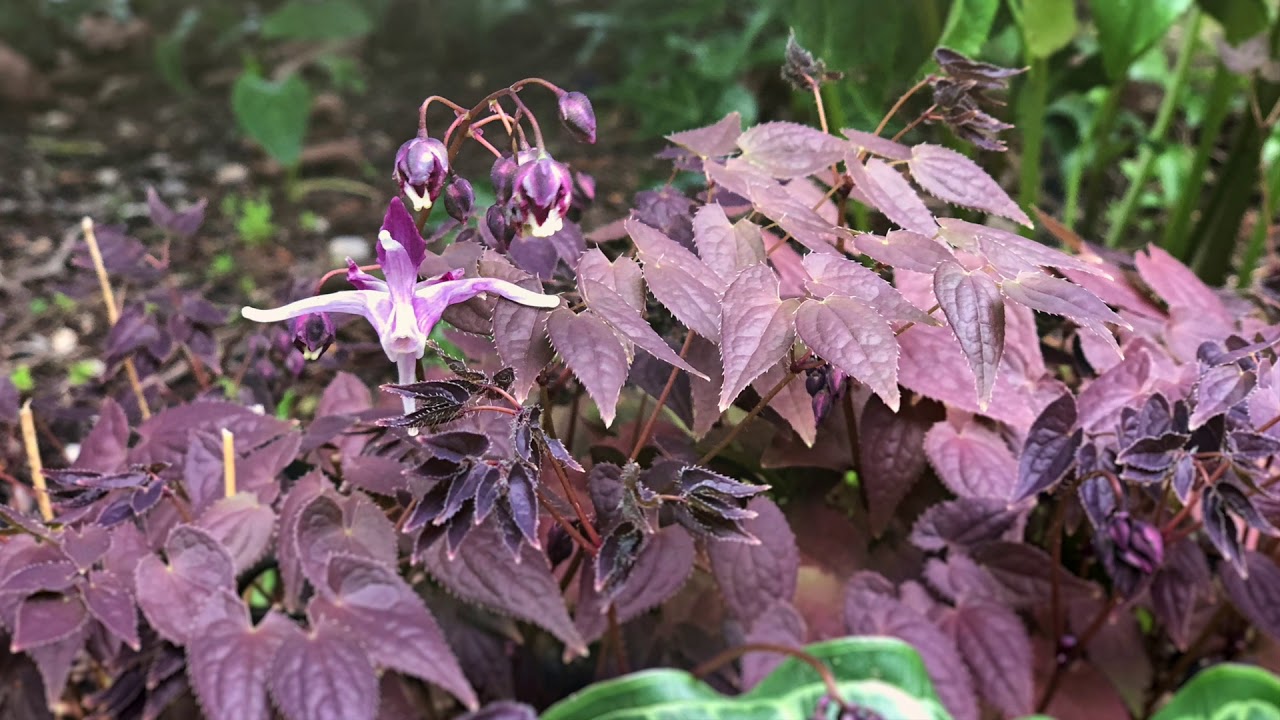 A Tour of the Garden with Dianne B