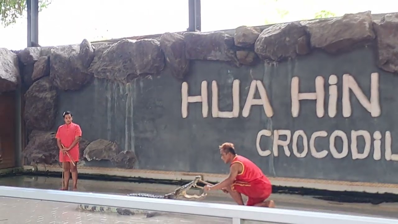 Huahin Crocodile show 