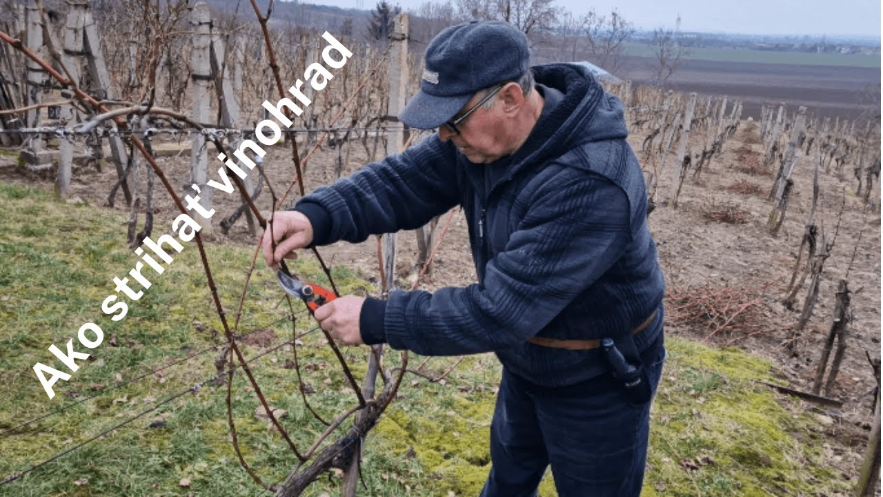 Ako strihať vinohrad