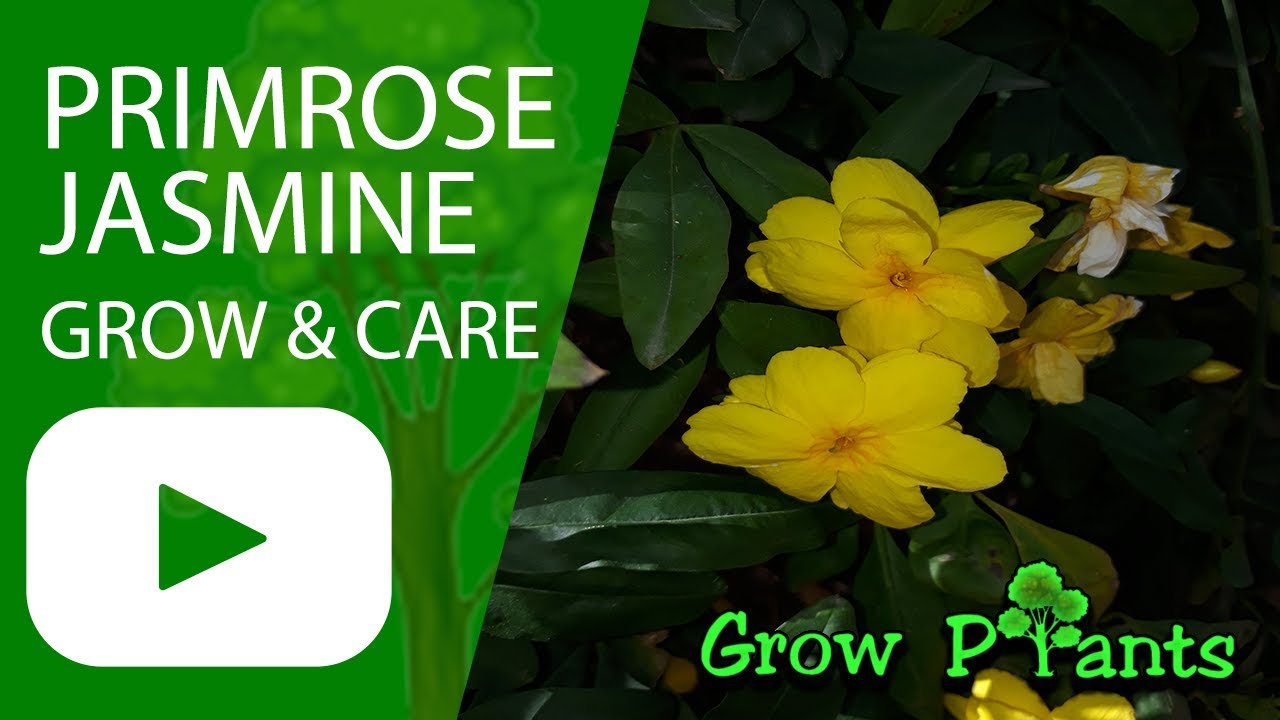 Primrose Jasmine grow & care (Hedge plant) YouTube