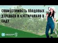 Совместимость плодовых деревьев и кустарников в саду