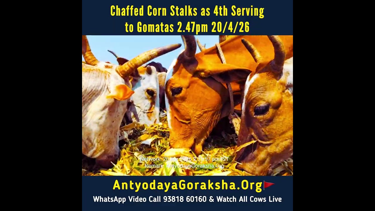 [20 Apr 2026] Green Grass Snack for Cows in Evening before Dinner