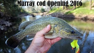 Murray Cod Fishing, 2016 Murray Cod Opening
