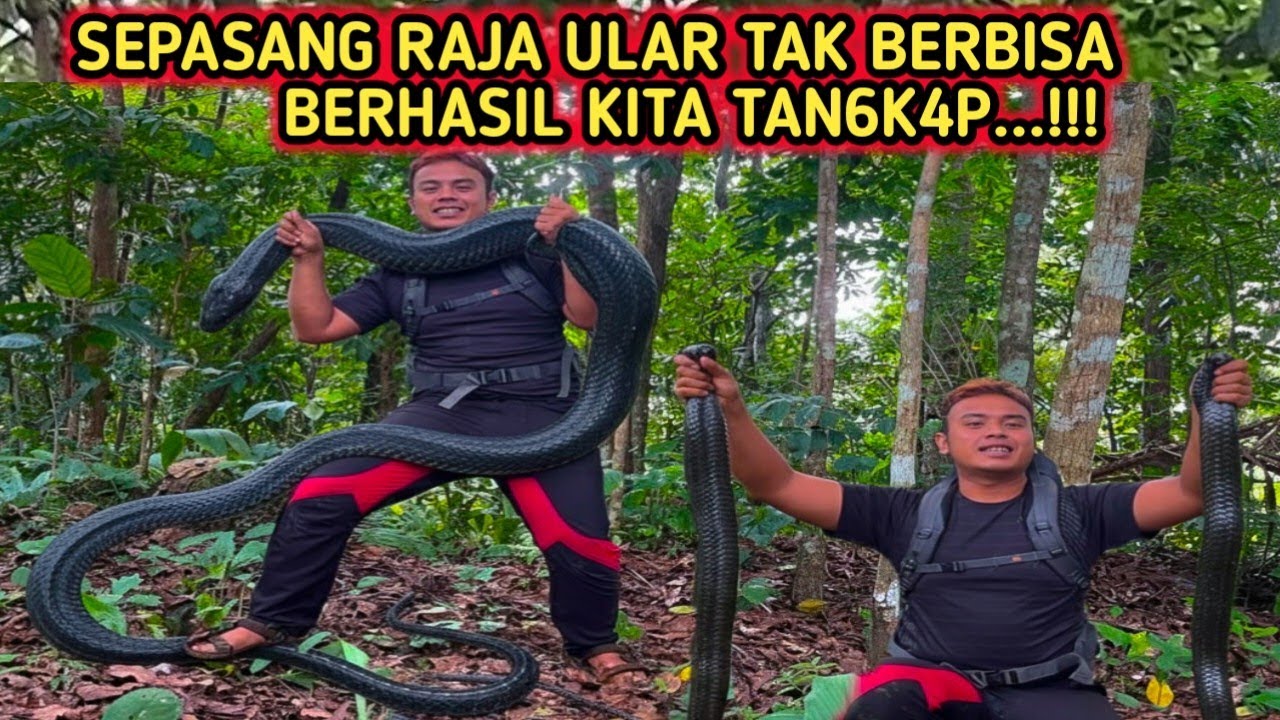 Balik Lagi! Berhasil Menangk4p Sepasang Raja Ular Tak Berbisa 🔥🐍