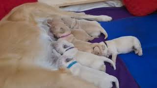 Little Golden Retriever Puppys drinking milk by Sent from Heaven 8,701 views 7 months ago 1 minute, 21 seconds