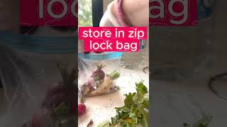 How to Keep Radishes Crisp &amp; Crunchy #homestead #homesteading #radishes