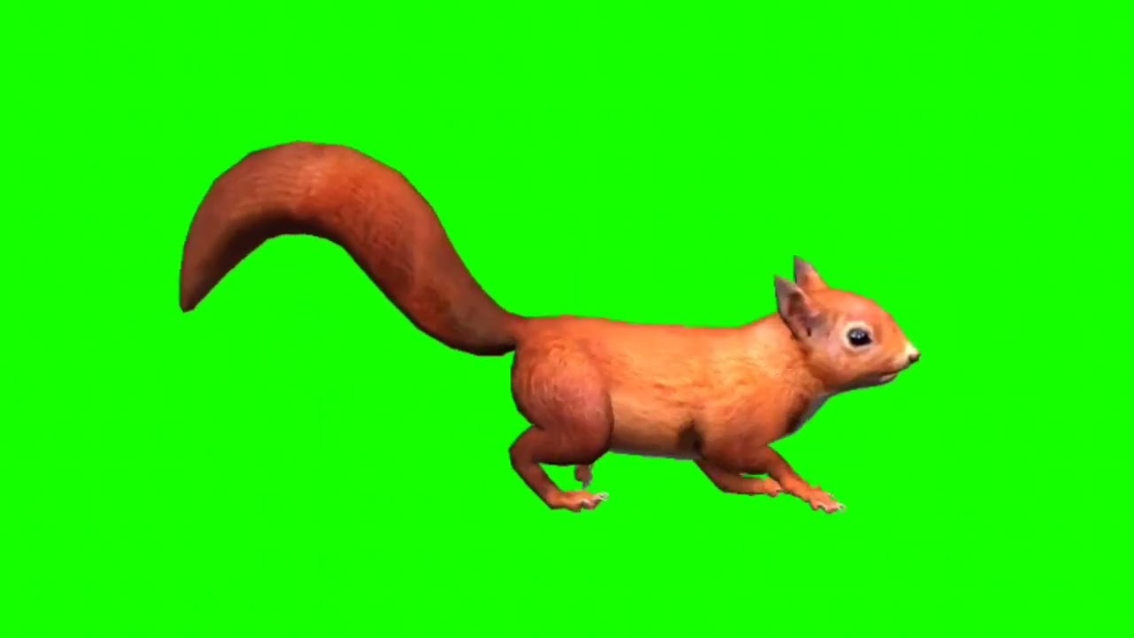 Squirrel Walk Front Green Screen Background | Green Screen Squirrel | Green Screen Video