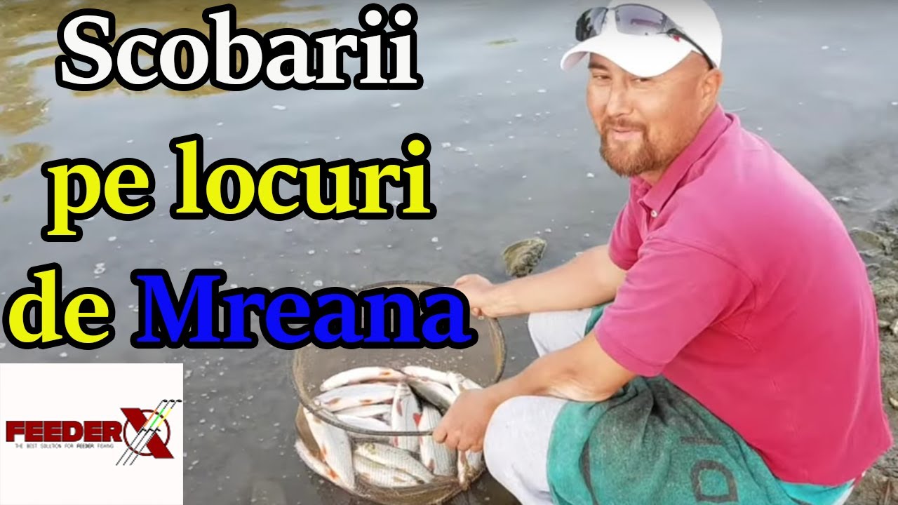 Cand mreana nu este acasa, scobarul joaca pe masa :)